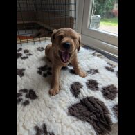 Labrador Retriever - Both