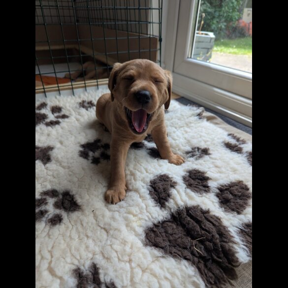 Labrador Retriever - Both