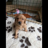 Labrador Retriever - Both