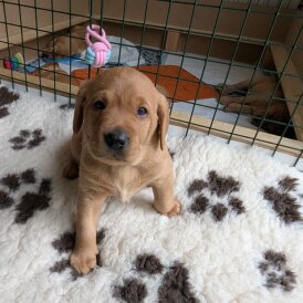 Labrador Retriever - Both
