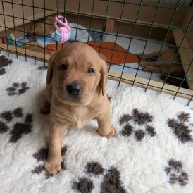 Labrador Retriever - Both