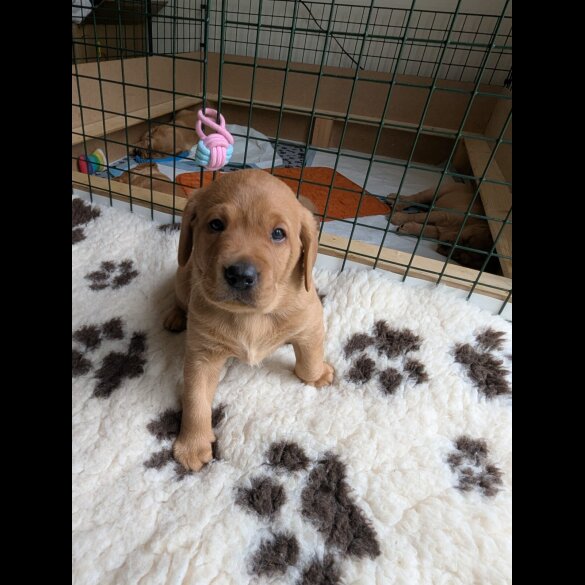 Labrador Retriever - Both