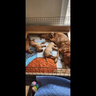 Labrador Retriever - Both