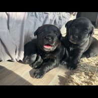 Labrador Retriever - Both