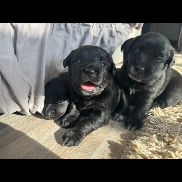 Labrador Retriever - Both