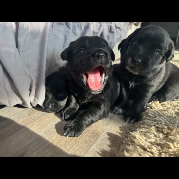 Labrador Retriever - Both