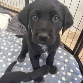 Labrador Retriever - Both