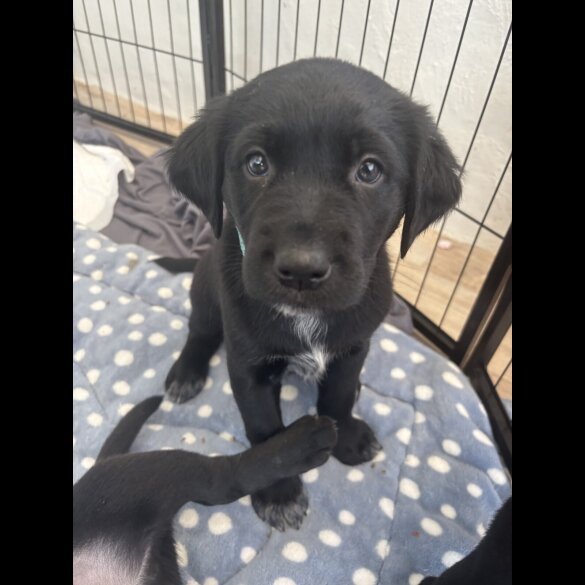 Labrador Retriever - Both