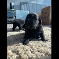 Labrador Retriever - Both