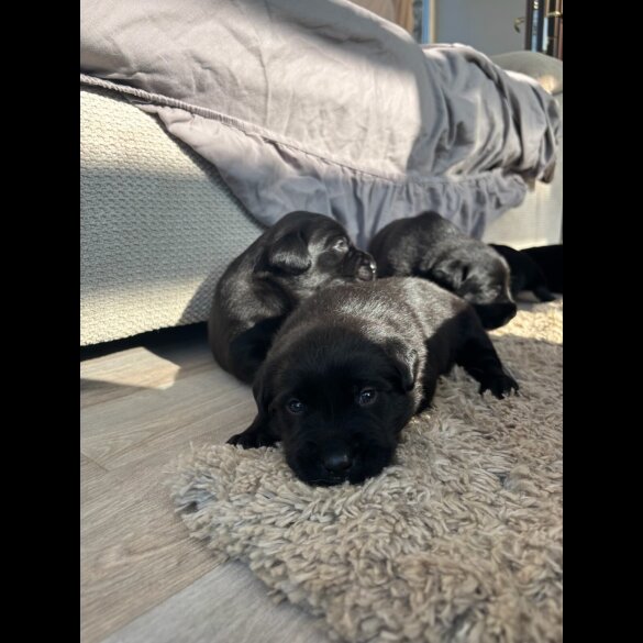 Labrador Retriever - Both