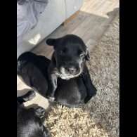 Labrador Retriever - Both