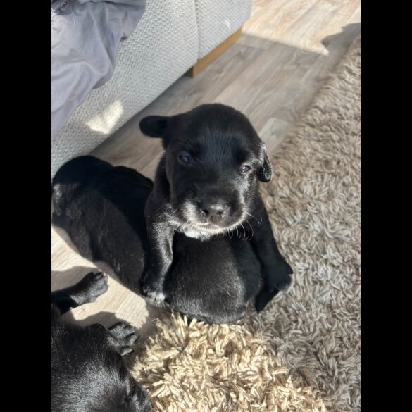 Labrador Retriever - Both