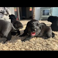 Labrador Retriever - Both