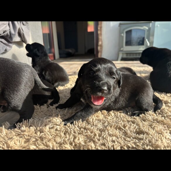 Labrador Retriever - Both