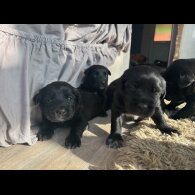 Labrador Retriever - Both