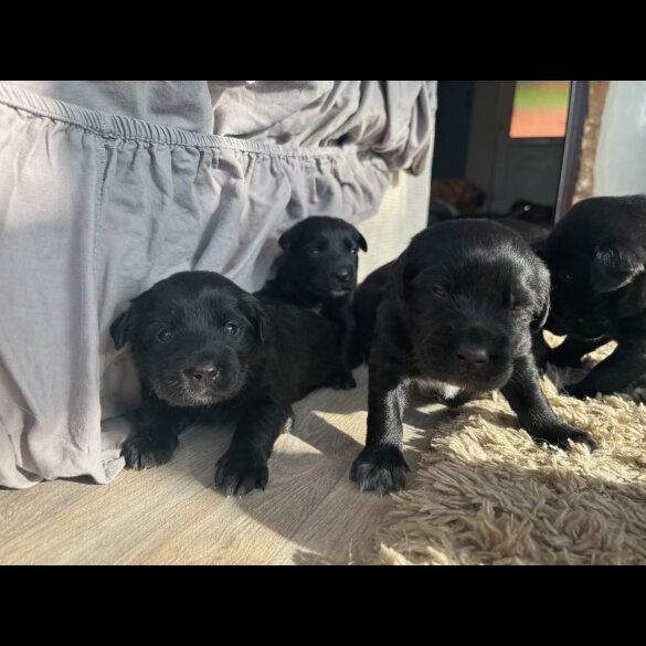Labrador Retriever - Both