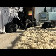 Labrador Retriever - Both