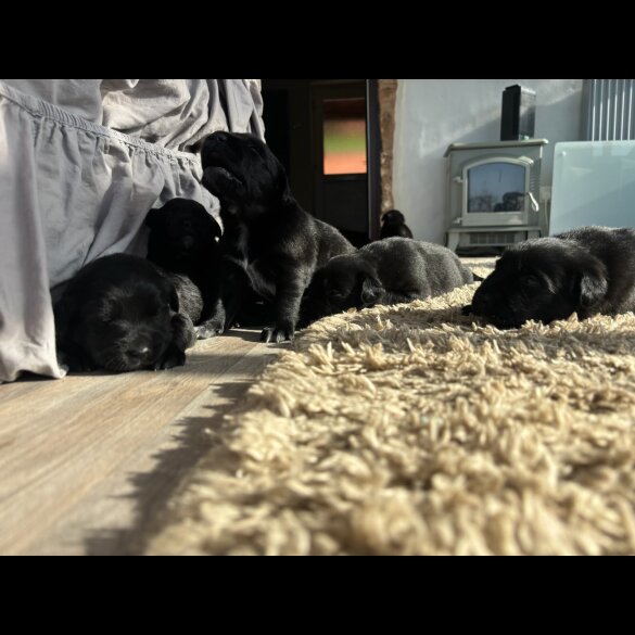 Labrador Retriever - Both