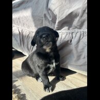 Labrador Retriever - Both