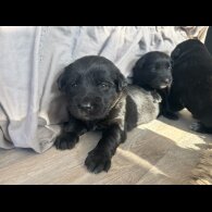 Labrador Retriever - Both