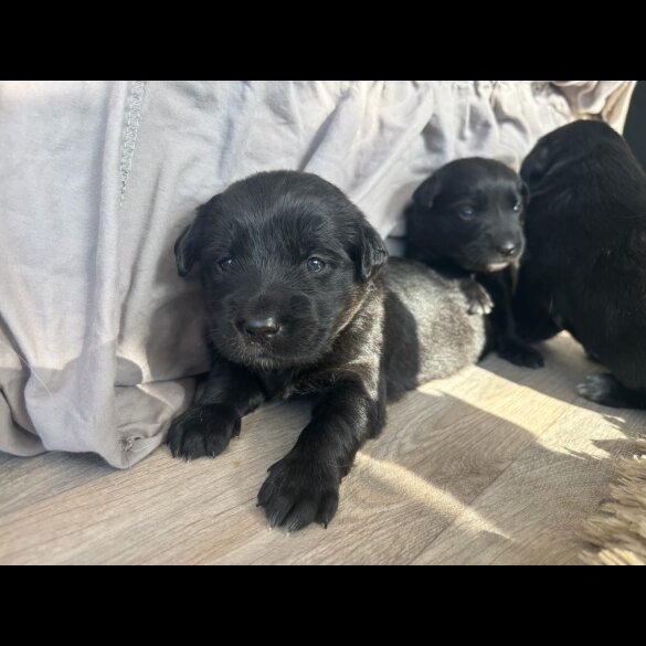 Labrador Retriever - Both
