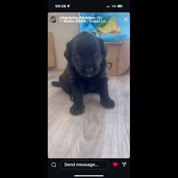 Labrador Retriever - Both