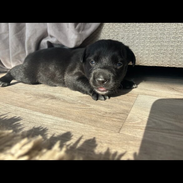 Labrador Retriever - Both