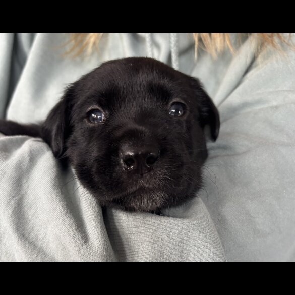Labrador Retriever - Both