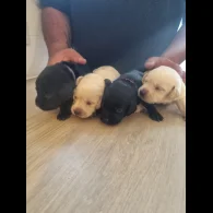 Labrador Retriever - Both