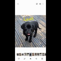 Labrador Retriever - Both
