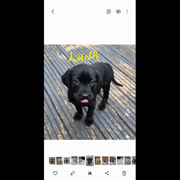 Labrador Retriever - Both