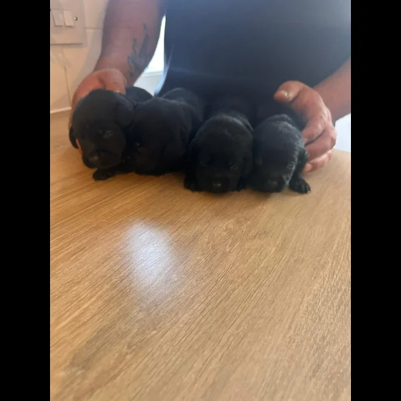 Labrador Retriever - Both