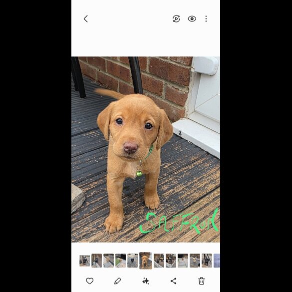 Labrador Retriever - Both
