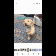 Labrador Retriever - Both