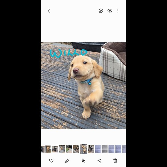 Labrador Retriever - Both
