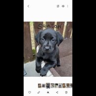 Labrador Retriever - Both