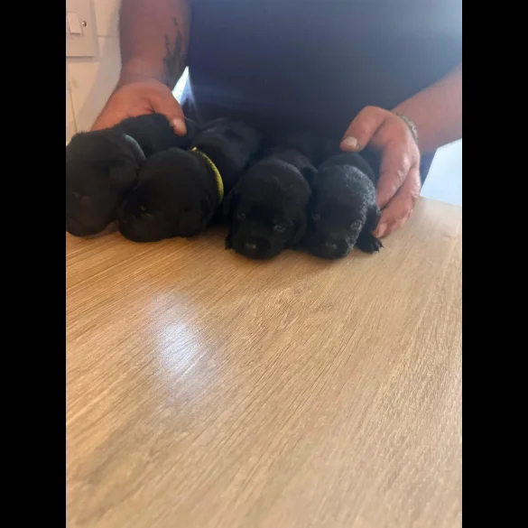 Labrador Retriever - Both
