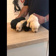 Labrador Retriever - Both