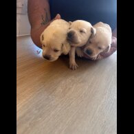 Labrador Retriever - Both
