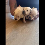 Labrador Retriever - Both