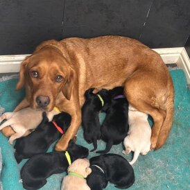 Labrador Retriever - Both