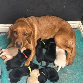 Labrador Retriever - Both