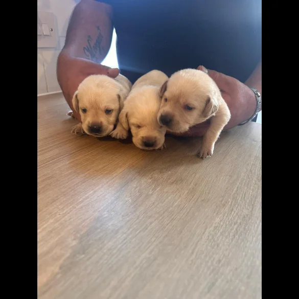 Labrador Retriever - Both