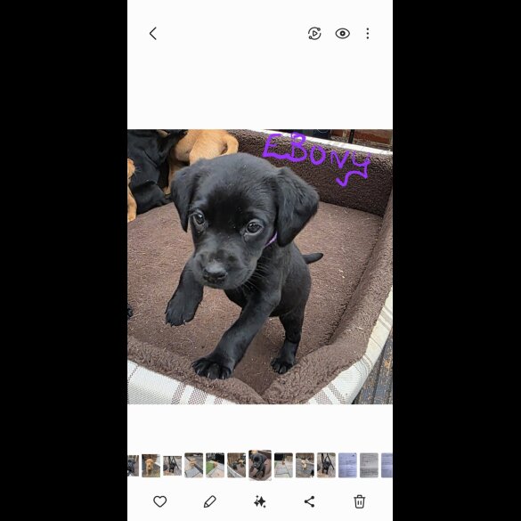 Labrador Retriever - Both