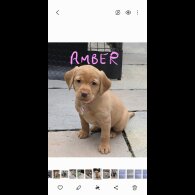 Labrador Retriever - Both