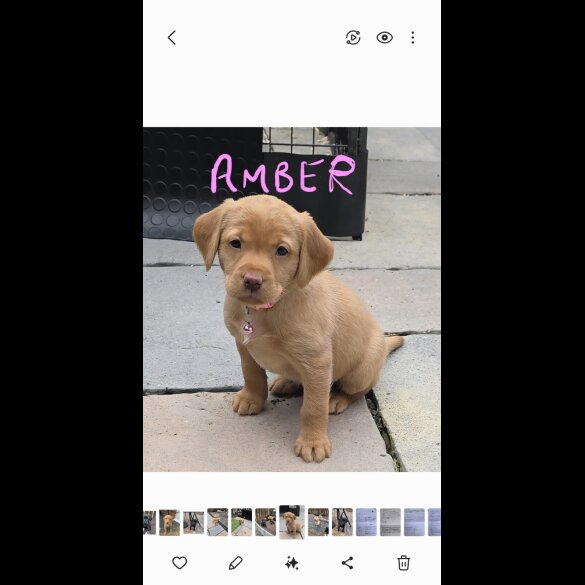 Labrador Retriever - Both