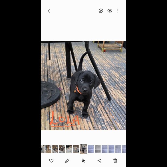 Labrador Retriever - Both