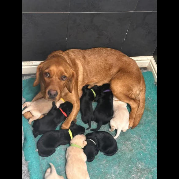 Labrador Retriever - Both