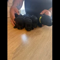 Labrador Retriever - Both