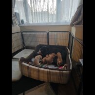 Labrador Retriever - Both